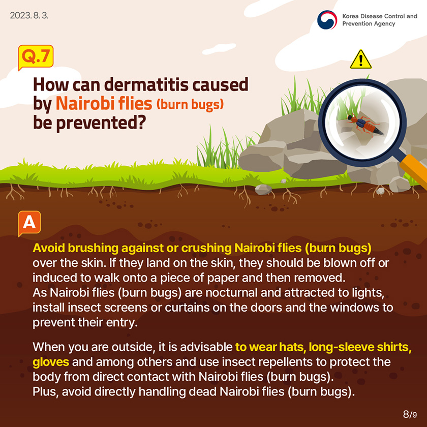 Q7. How can dermatitis caused by Nairobi flies (burn bugs) be prevented? Avoid brushing against or crushing Nairobi flies (burn bugs) over the skin. If they land on the skin, they should be blown off or induced to walk onto a piece of paper and then removed. As Nairobi flies (burn bugs) are nocturnal and attracted to lights, install insect screens or curtains on the doors and the windows to prevent their entry. When you are outside, it is advisable to wear hats, long-sleeve shirts, gloves and among others and use insect repellents to protect the body from direct contact with Nairobi flies (burn bugs). Plus, avoid directly handling dead Nairobi flies (burn bugs).
